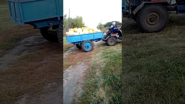 Перевозка тыквы смотреть онлайн