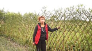 Русская ива. Живая ажурная изгородь из ивы. Часть 2.