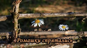 «Ромашки спрятались, поникли лютики». Нина Сазонова