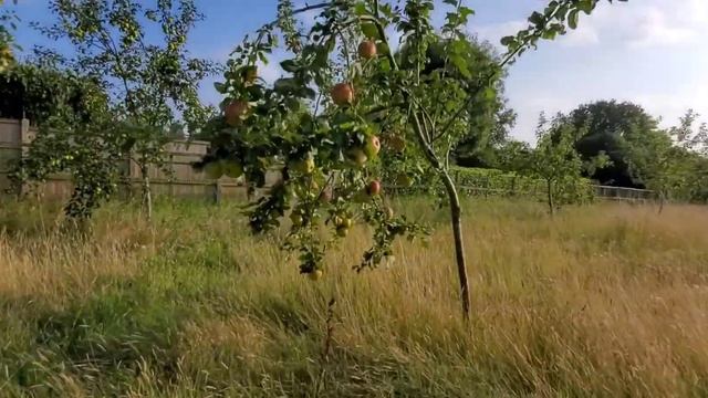 Pears Picking Season 🍐|| Apples & Plums 🍎 || Ang aming Mansanas farm || Pinay Life in the UK смотреть онлайн