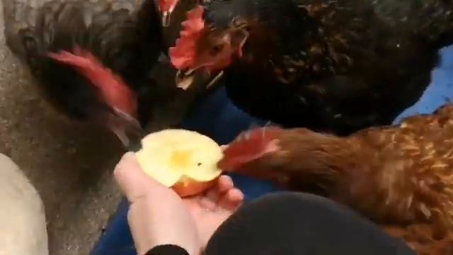 Do Chicken Eat Apples ???? смотреть онлайн