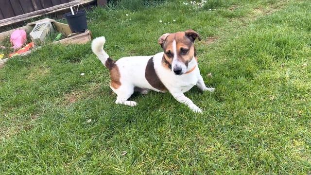 Jack Russel - IPhone 13 pro - Prores 4K смотреть онлайн