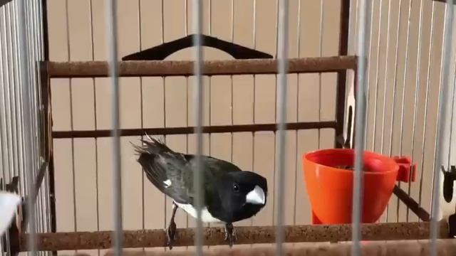 PAPA CAPIM TUI TUI ZERO ZERO ENCARTE TOP PARA FILHOTES смотреть онлайн