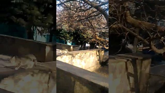 ПРИШЛА ВЕСНА/SPRING CAME смотреть онлайн
