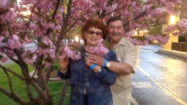 Apple Tree in Bloom Well Very Beautiful.Secaucus, New Jersey 05.03.2014 смотреть онлайн