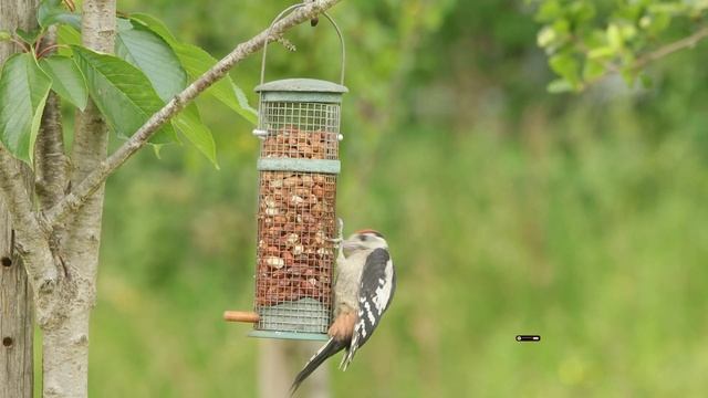 SpottedWoodpecker having breakfast outside my office window in France. смотреть онлайн