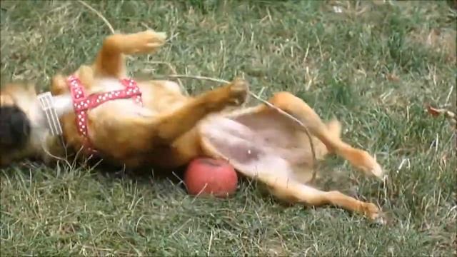 DOG EATS WHOLE APPLE!! (Day 65 8/10/14) смотреть онлайн
