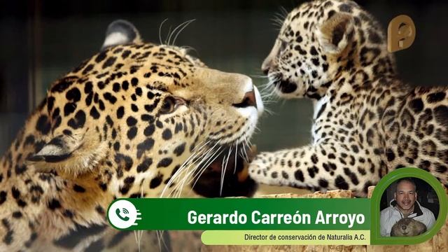 Gerardo Carreón: un protector del jaguar en Sonora desde hace 18 años смотреть онлайн
