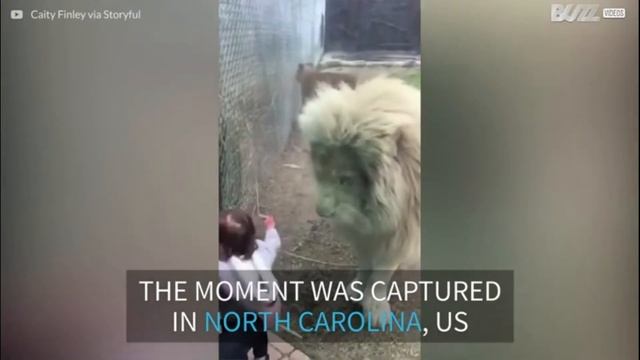This is as close as you'll get to seeing a LION play with a BABY смотреть онлайн