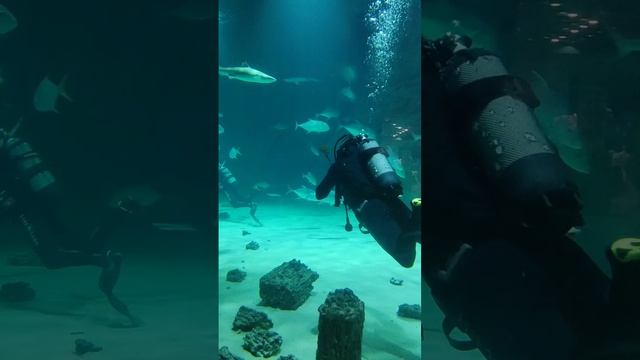 Москвариум ноябрь 2023.mp4