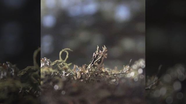 Run смотреть онлайн