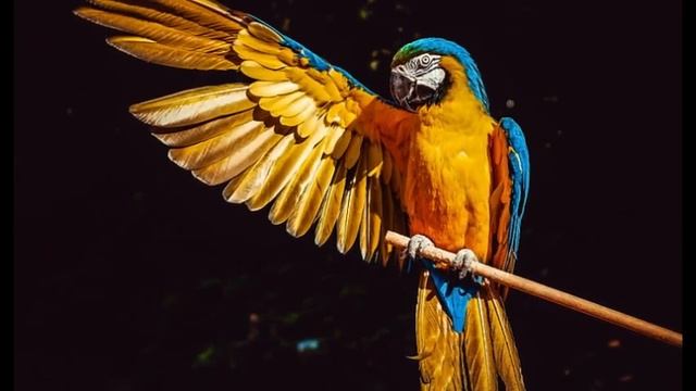 The Vibrant and Intelligent Macaw Parrot Nature's Masterpiece смотреть онлайн
