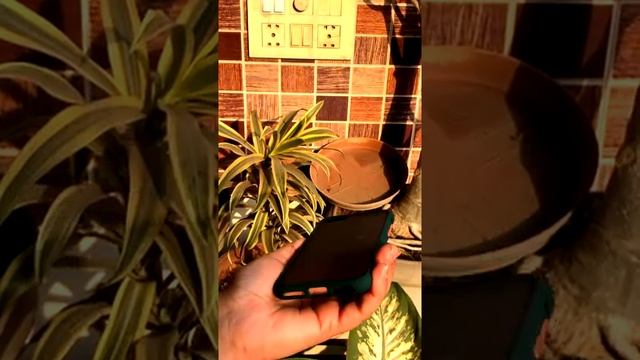 Dark Green Smoke Silicone Protection case for Apple iphone SE 2 смотреть онлайн