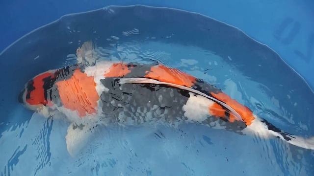 HQ Hosokai Showa 85 CM, Masao Kato san смотреть онлайн