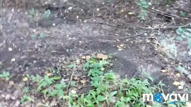 Летний поход за грибами 👟🐩😁 смотреть онлайн