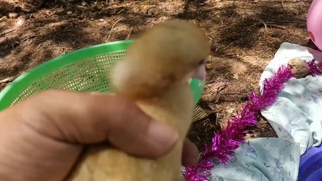 Catching chickens,cute chickens, rainbow chickens,colorful chickens,rainbow chickens,animals cute 6 смотреть онлайн