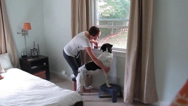 How To train dogs to look out window 2 смотреть онлайн