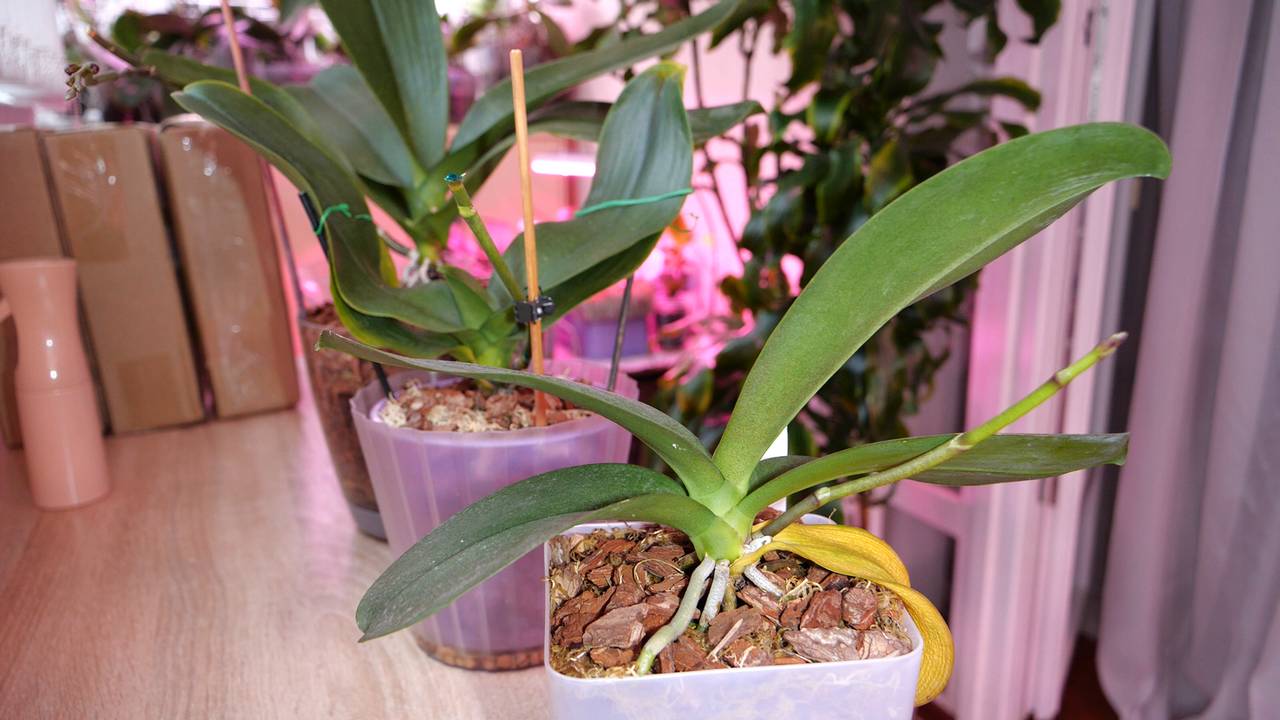 НЕ бояться пересадок. Сократить и 100% сохранить орхидеи | Экономлю. Рациональные покупки. смотреть онлайн