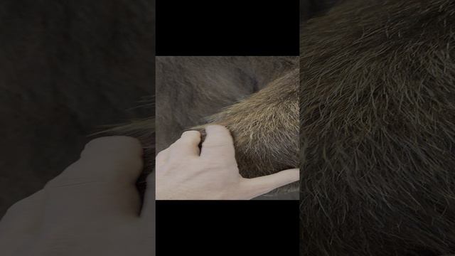 Медведь в Завидово смотреть онлайн