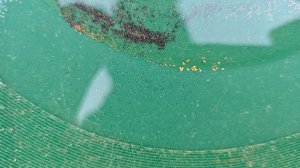 За золотом в зимний лес