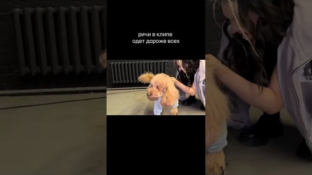 накидайте сердечек Ричику, он заслужил #daryana #juice #shorts смотреть онлайн