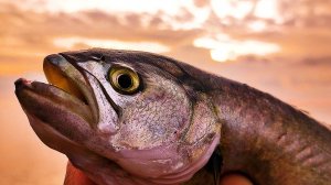 24 часа на Рыбалке. Приехали в Интересное Место в Крыму. Осенняя Ловля Саргана и Луфаря.