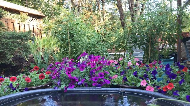 Oregon Summer, Window Swap. смотреть онлайн
