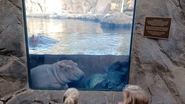 Watch Fritz take an interest in a little girl at the window. With Fiona and Bibi at Hippo Cove. смотреть онлайн