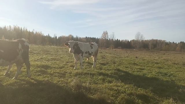 бык на продажу