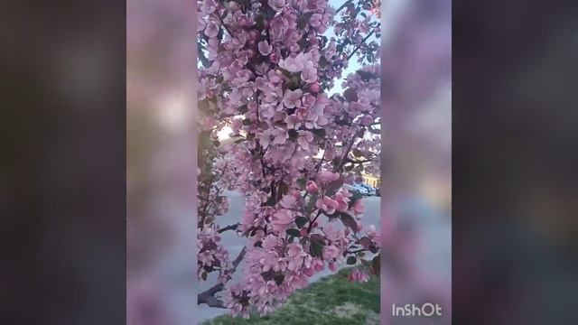 Crab Apple Tree  🌳 🌳 🌳