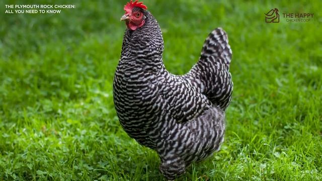 The Plymouth Rock Chicken All You Need To Know смотреть онлайн