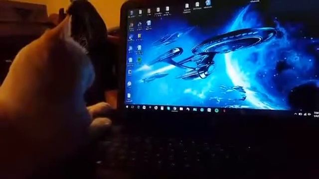 Mouse cursor drives cat crazy смотреть онлайн