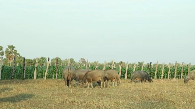 Relaxing scene buffaloes field MVI 1210 смотреть онлайн