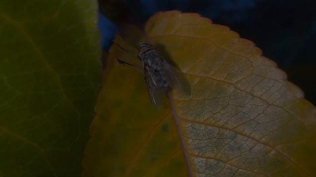 Iphone 14 Pro Max macro video sample 4K HDR смотреть онлайн