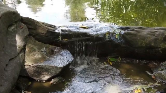 DJI osmo pocket vlog cinematic at Central Park, Vancouver BC. смотреть онлайн