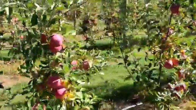 Hybride Apple Trees Garden, Small Trees More Apples