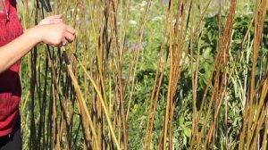 Русская ива. Живая ажурная изгородь из ивы. Часть 1.