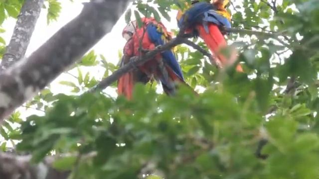 Short: Wild Scarlet Macaws at Lapa Rios Ecolodge смотреть онлайн