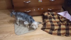 Утренняя рутина. Как я собираюсь в садик)