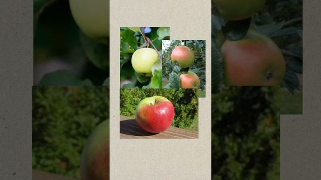 The surviving Newton's Apple Tree! смотреть онлайн
