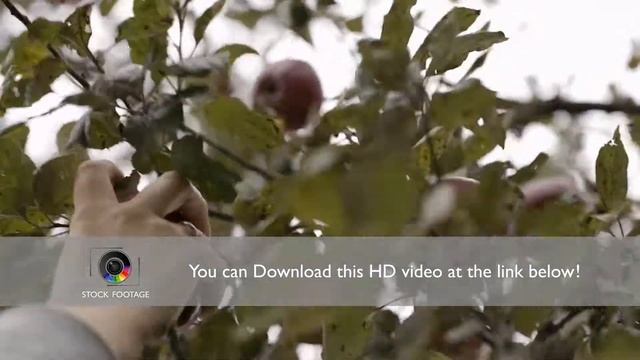 Gathering fresh apples. смотреть онлайн