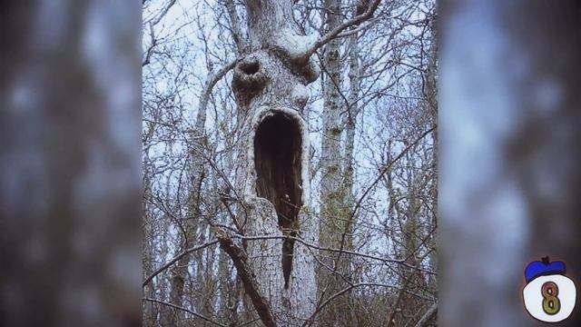 15 Trees That Should Not Exist смотреть онлайн