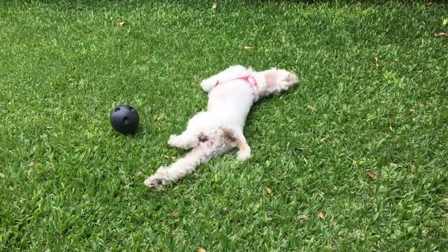 TOP 10 videos of Cute Puppy Baby Dog playing with toys|Compilations|Милые щенята играют с игрушками смотреть онлайн