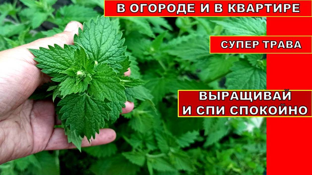 ВЫРАЩИВАЙ ЭТО РАСТЕНИЕ И СПИ СПОКОЙНО! Уход, полив, подкормка Мелиссы на огороде и в квартире. смотреть онлайн