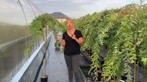 Ива Интегра пендула на штамбе. Видео-обзор. Русская ива.