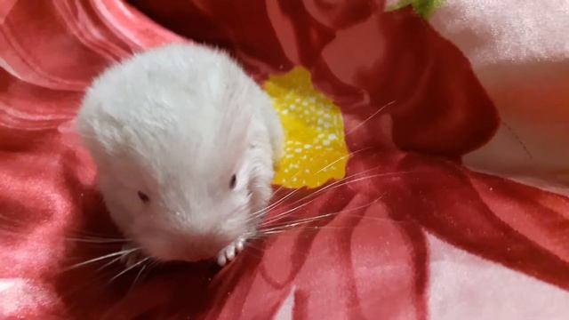 Шиншилленок Голден! Окрас Фиопастель! смотреть онлайн