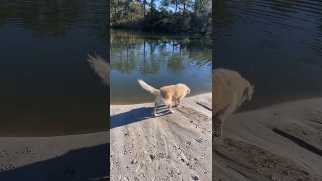 Apple Pie checking out the ducks Christmas 2022 смотреть онлайн