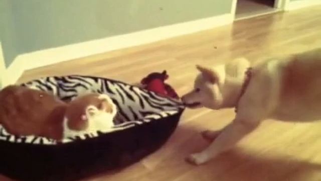 Shiba inu wants his bed back from the cat!!! смотреть онлайн