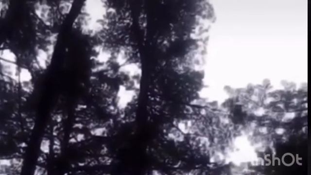 Кедровый сбор орехов смотреть онлайн