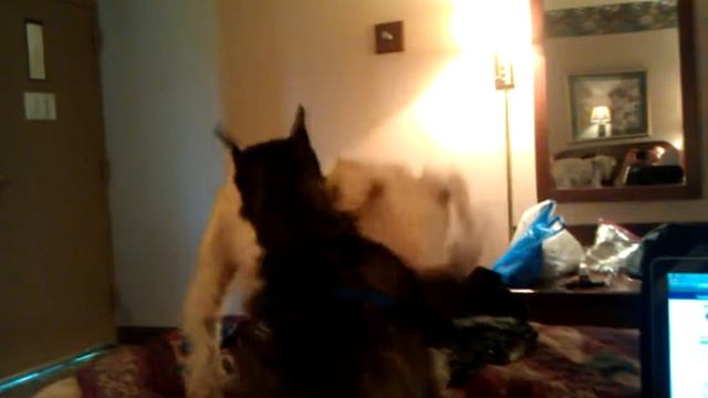 Rascal and Mac 5 - May 21, 2011 17:49 смотреть онлайн